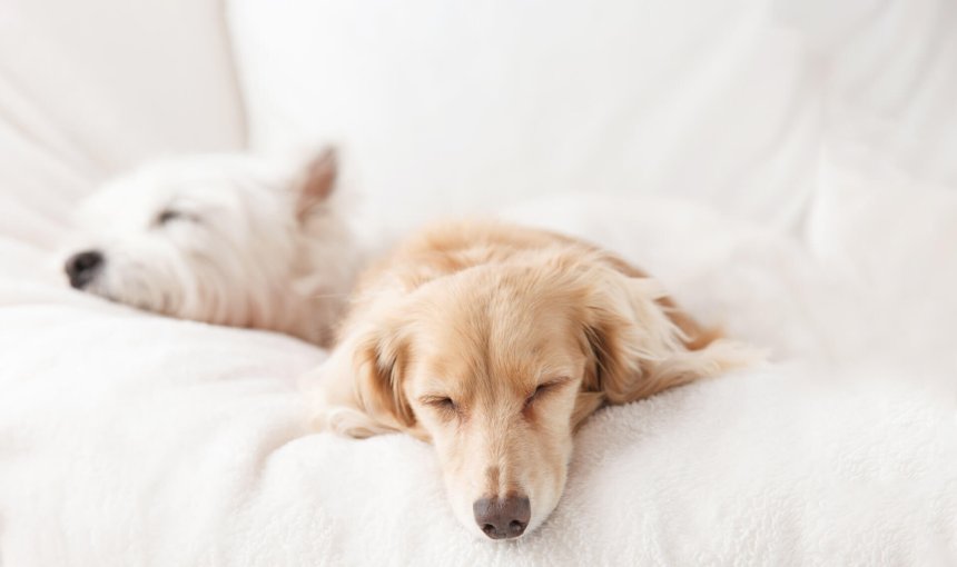 Zwei kleine Hunde schlafend auf einer Couch