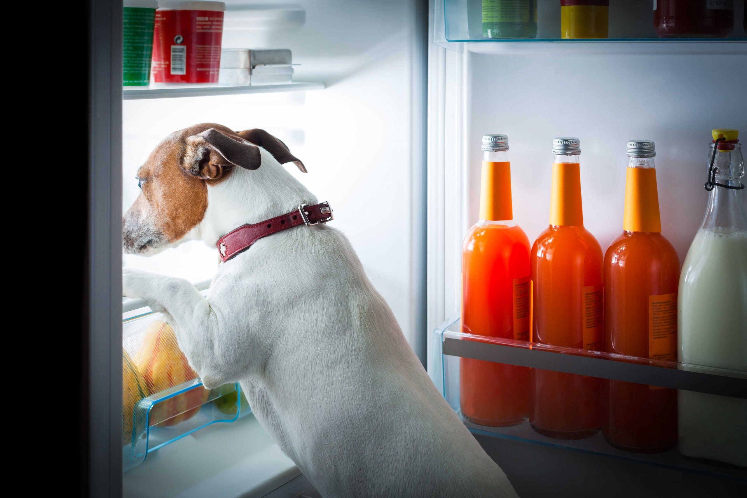 A dog sniffing around inside an open fridge