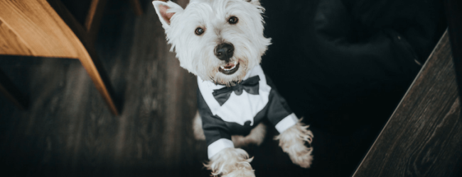 Hochzeit Hund