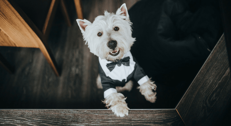 Hochzeit Hund