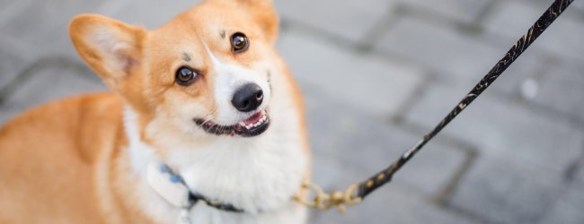 Cane al guinzaglio pronto per la passeggiata