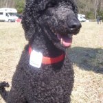 Canicross champion Arnaud Sapiot's standard poodle