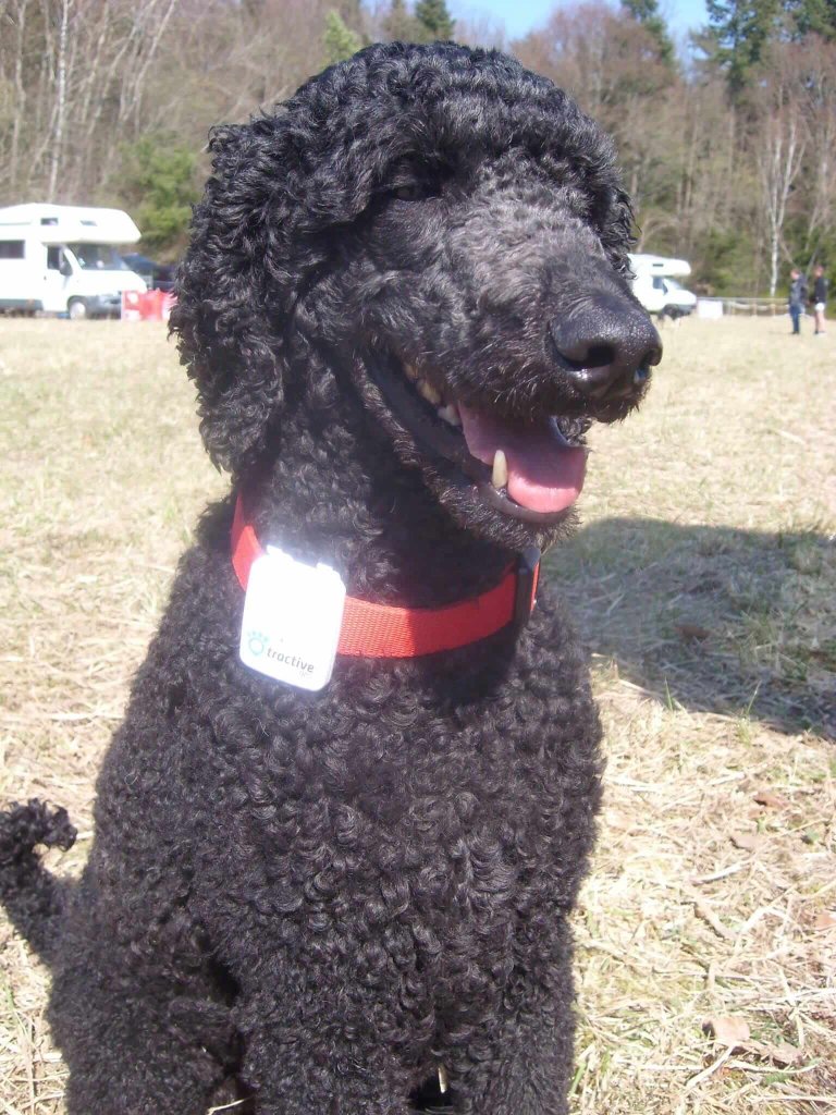 Canicross champion Arnaud Sapiot's standard poodle