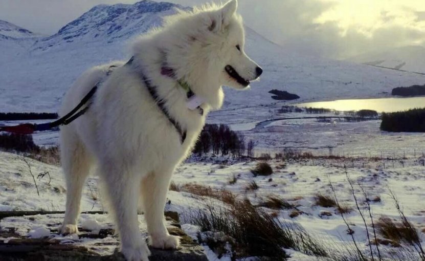 Sally the Samoyed traveling off the leash with her Tractive GPS