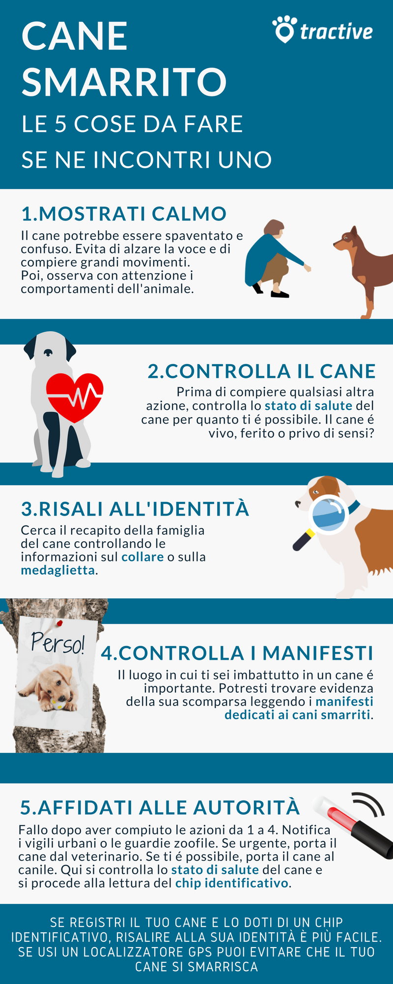 cane smarrito: 5 cose da fare se ne incontri uno