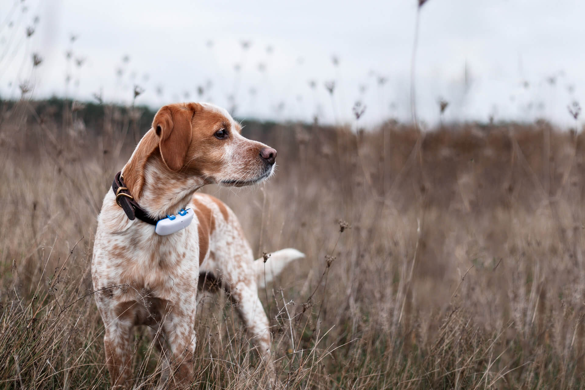 dog outdoors wearing GPS trackerr