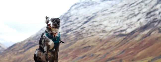 Bordercollie ute på vandring i bergen