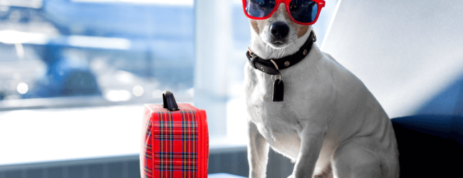 Viaggiare in aereo con il cane: ecco come