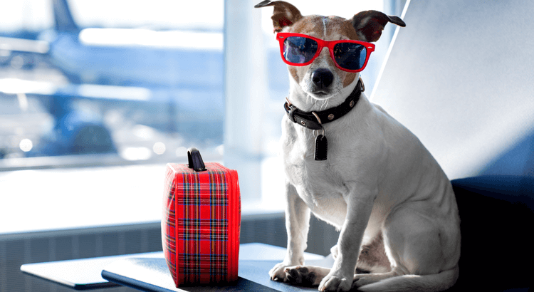 Viaggiare in aereo con il cane: ecco come