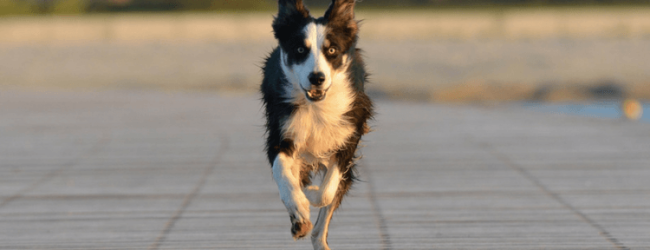 Le 8 razze di cane che scappano più spesso