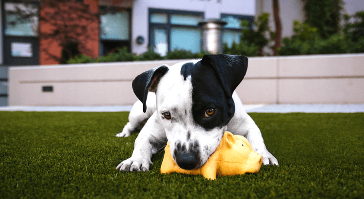 I 5 errori da evitare quando educhi il cane