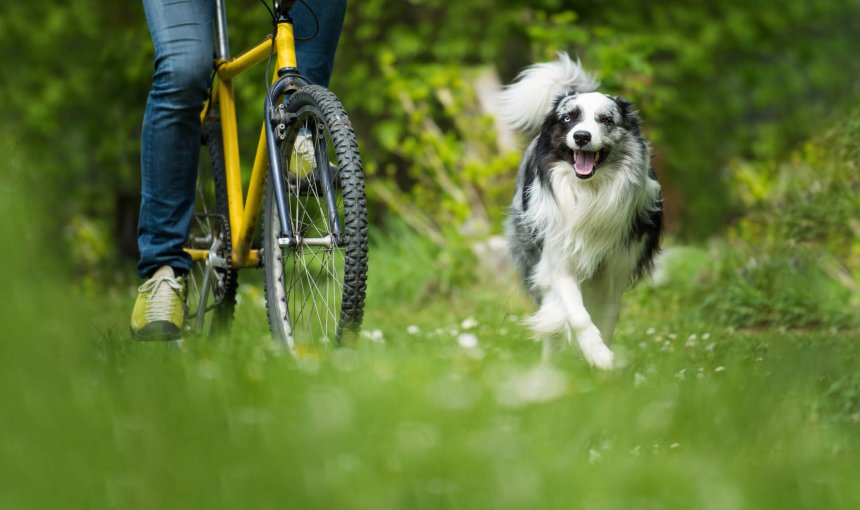 Perro corriendo junto a una persona en bici al aire libre