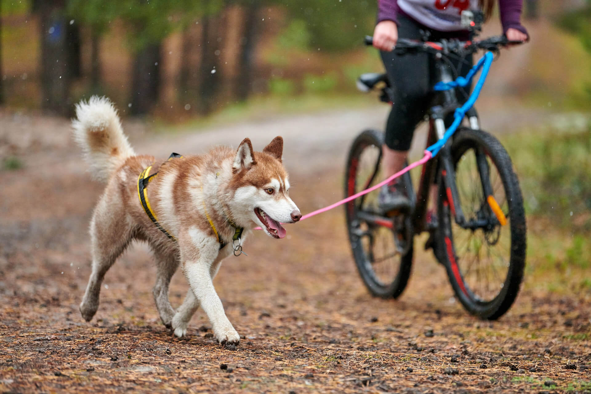 Cane con pettorina e proprietario in bicicletta