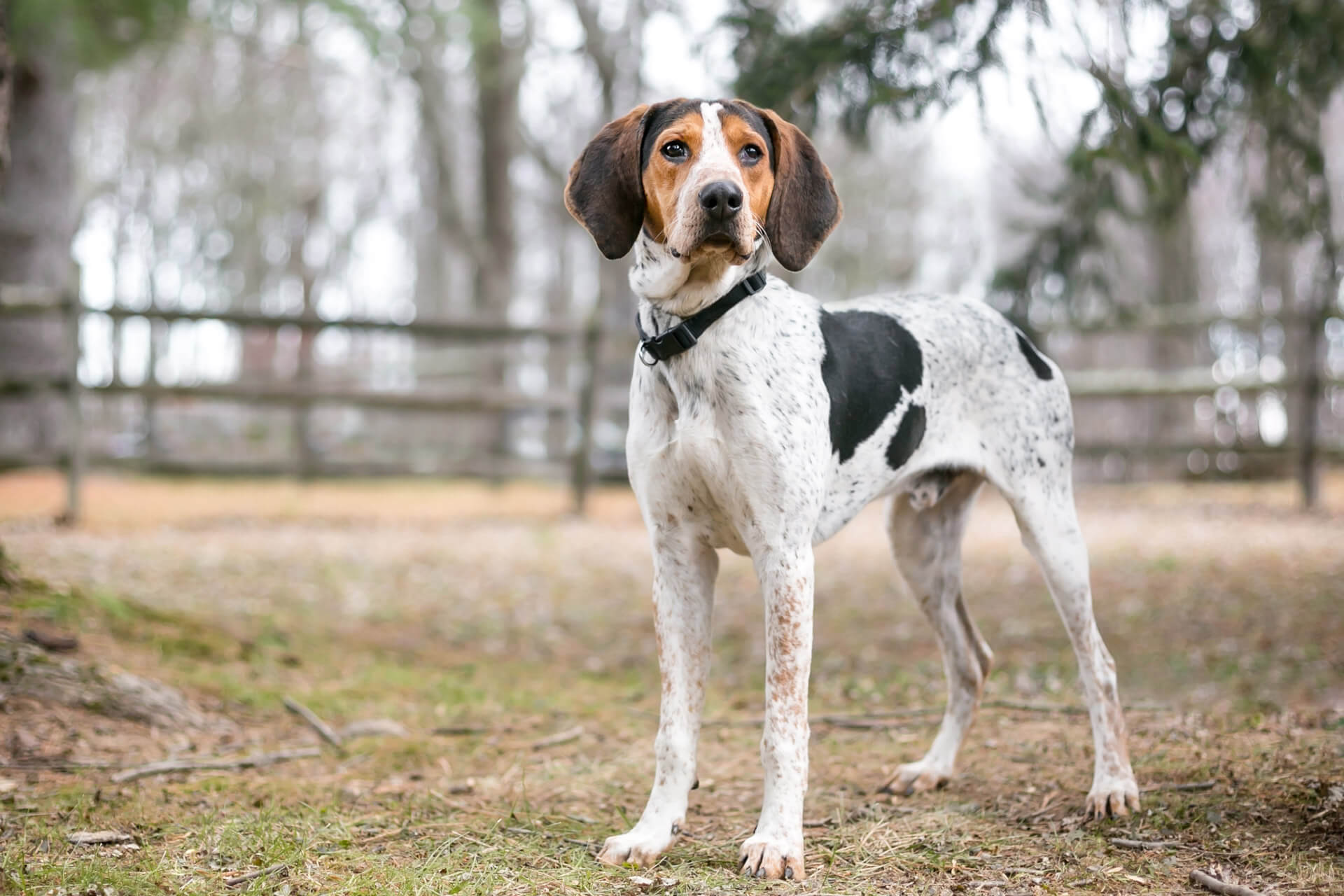 En Treeing Walker Coonhound står stille og speider utover