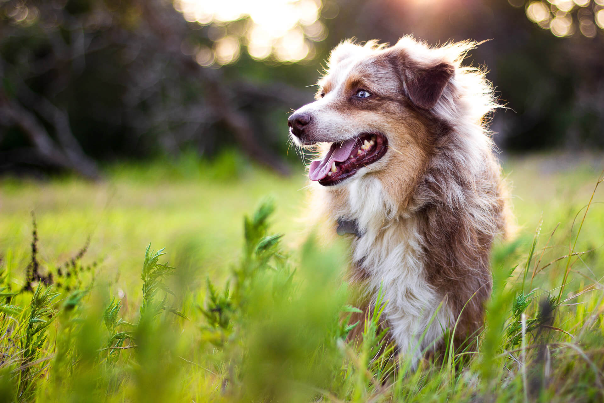 Australian Shepherd dog in field