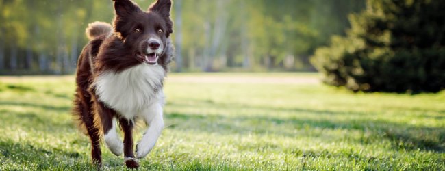 border collie beim laufen