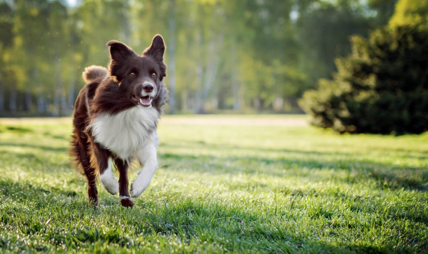 border collie beim laufen