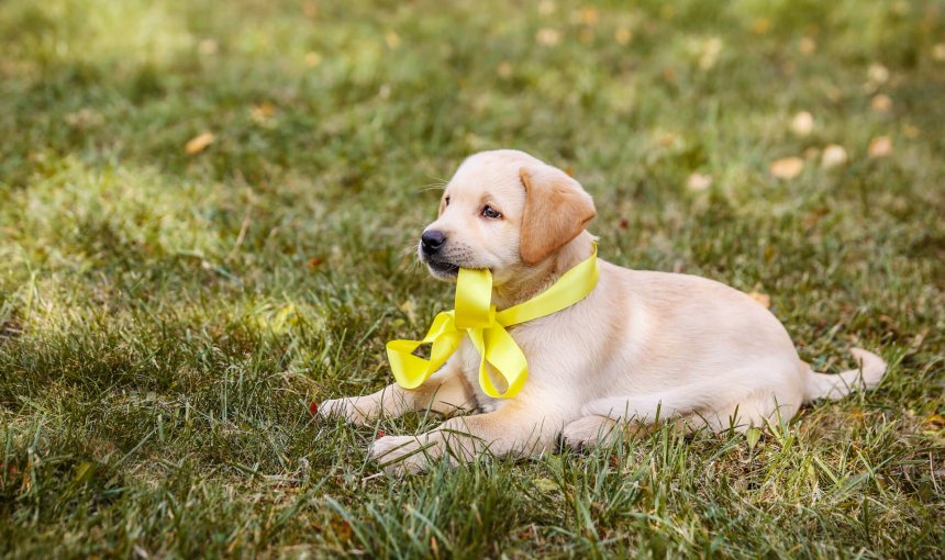 cane con fiocco giallo al collo