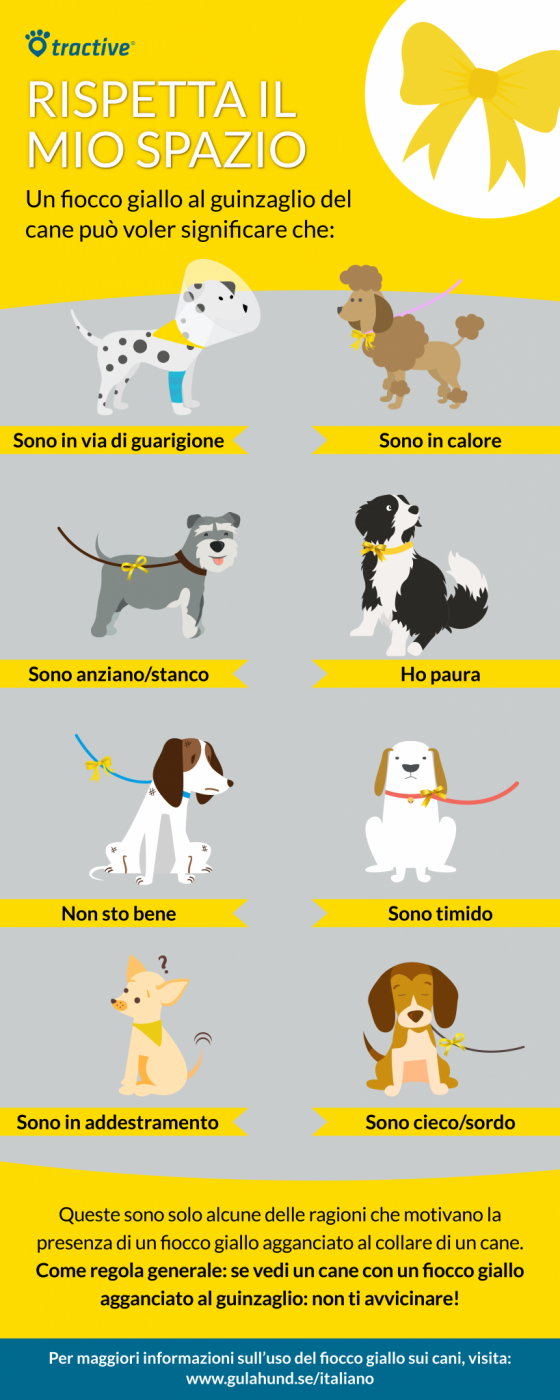 significato del fiocco giallo al guinzaglio del cane