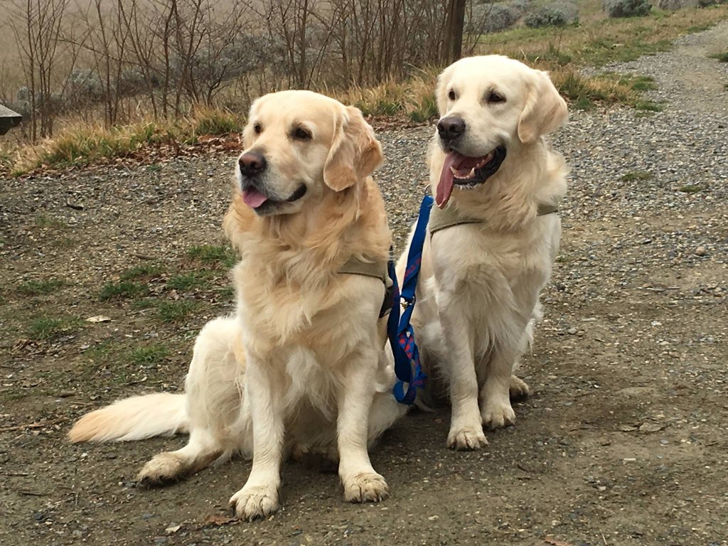 Dos perros con correa