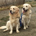 Two golden retriever dogs on leash, sitting side by side outside