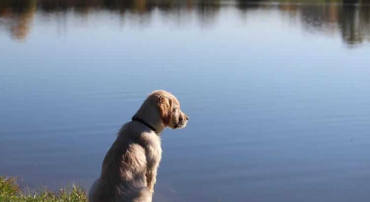 Cane in acqua: i 5 errori da evitare