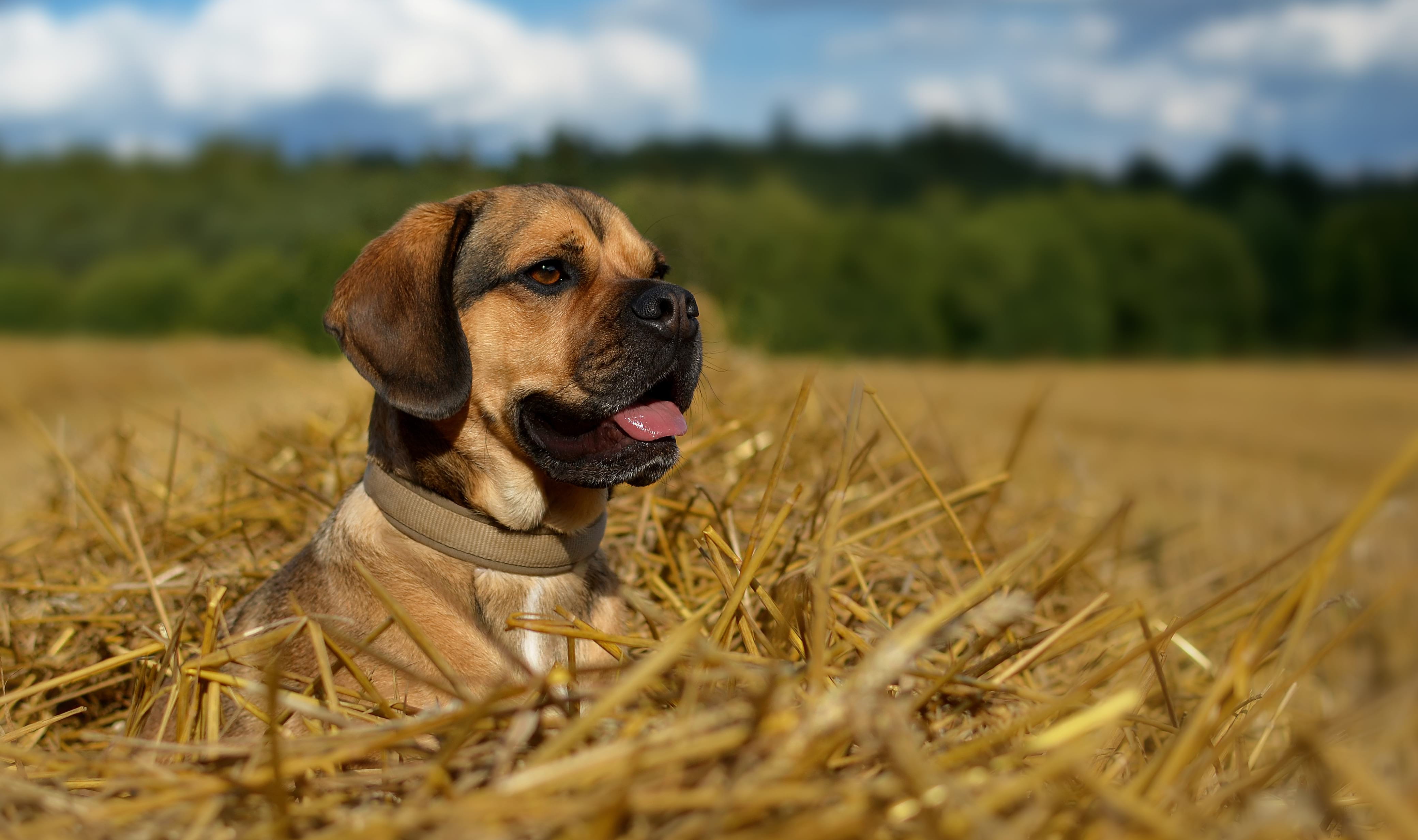 cane in campagna