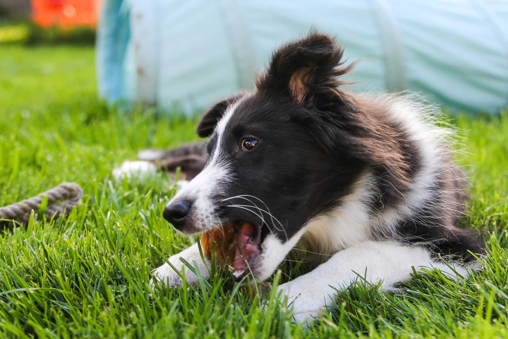 Cane bianco e nero su un prato