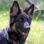 A German Shepherd sitting in a lawn