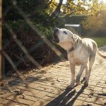 A dog barking outside a chain link fence