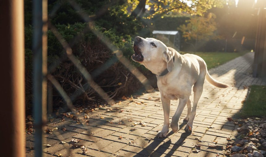 A dog barking outside a chain link fence