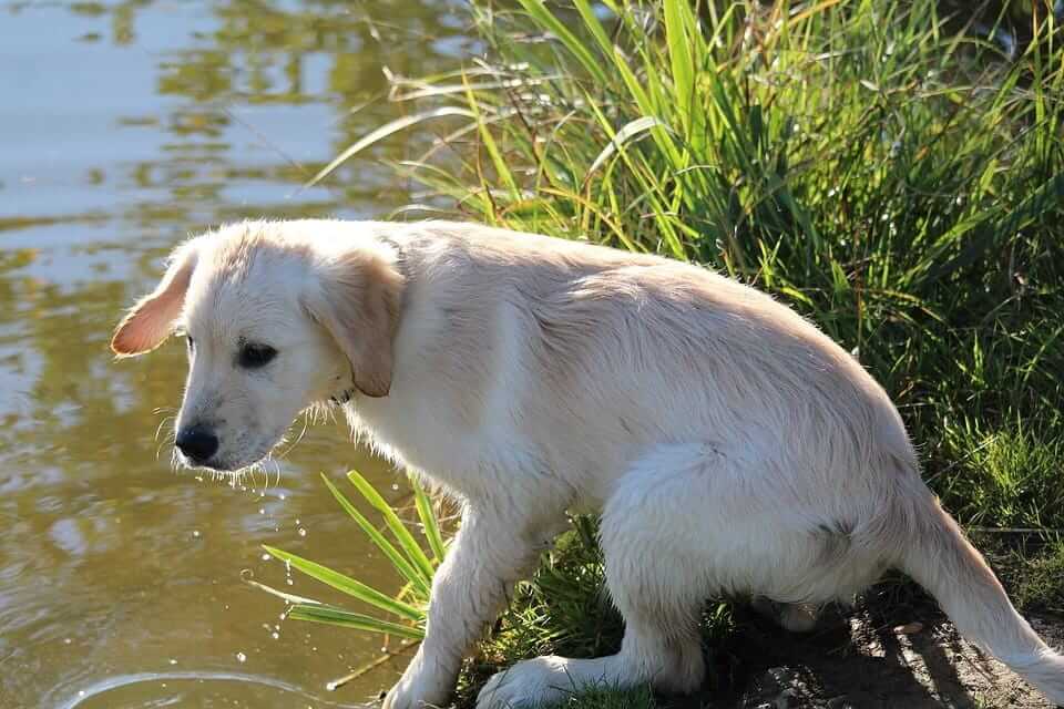 Junger Labrador steht vor einem See und hat Angst vor dem Wasser