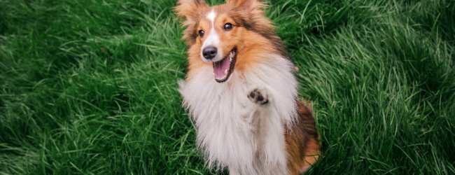 cane su un prato viene addestrato