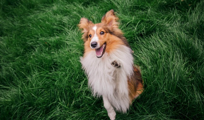 cane su un prato viene addestrato