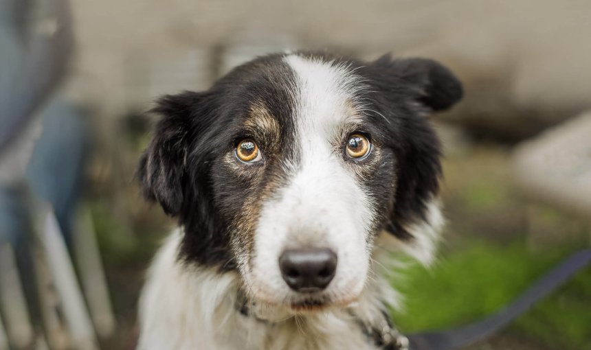 Hund sieht verängstigt nach oben