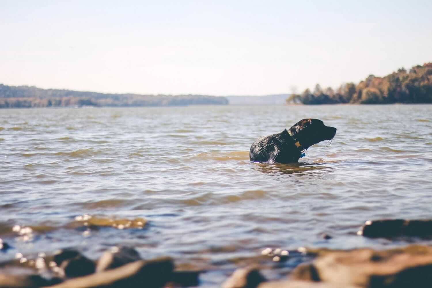 labrador retriever dog in water