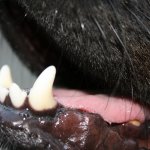 Closeup of a dog's teeth