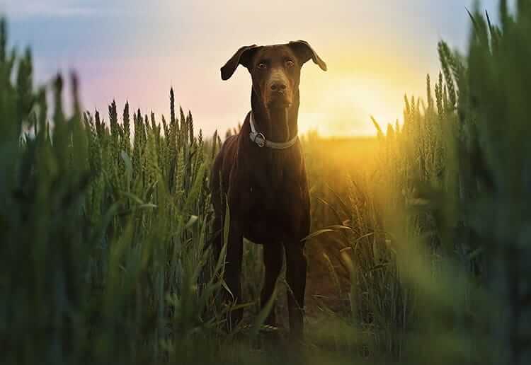 doberman su un campo