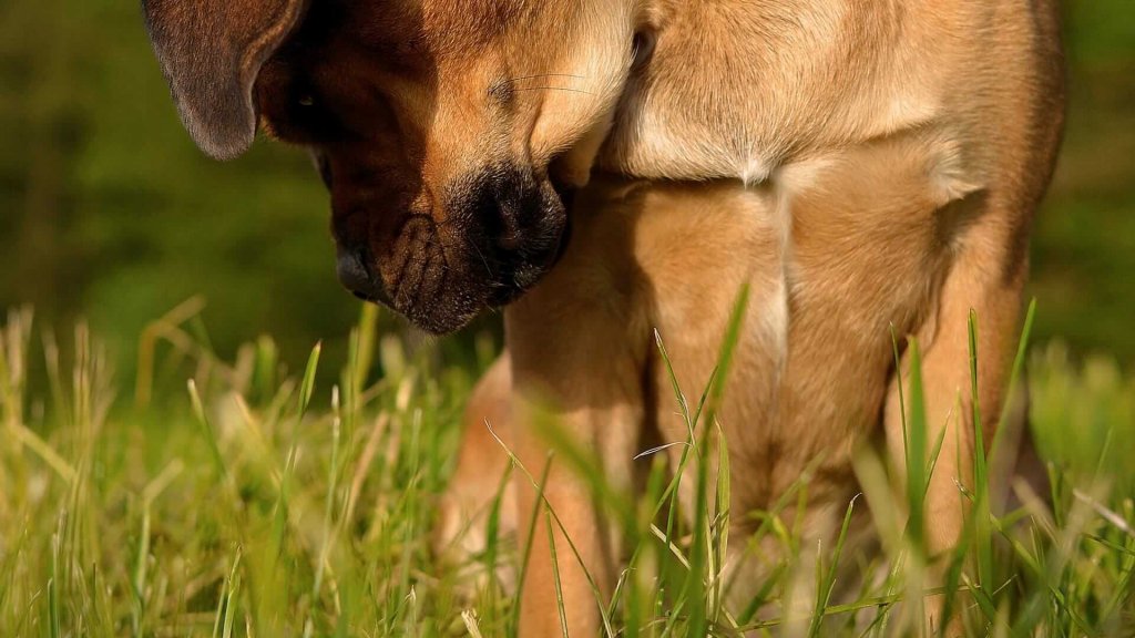 cane annusa l'erba