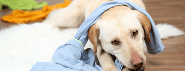 cane mastica un capo di abbigliamento