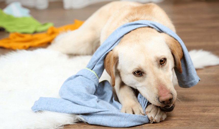 cane mastica un capo di abbigliamento