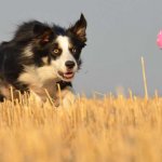 A Border Collie running through a field