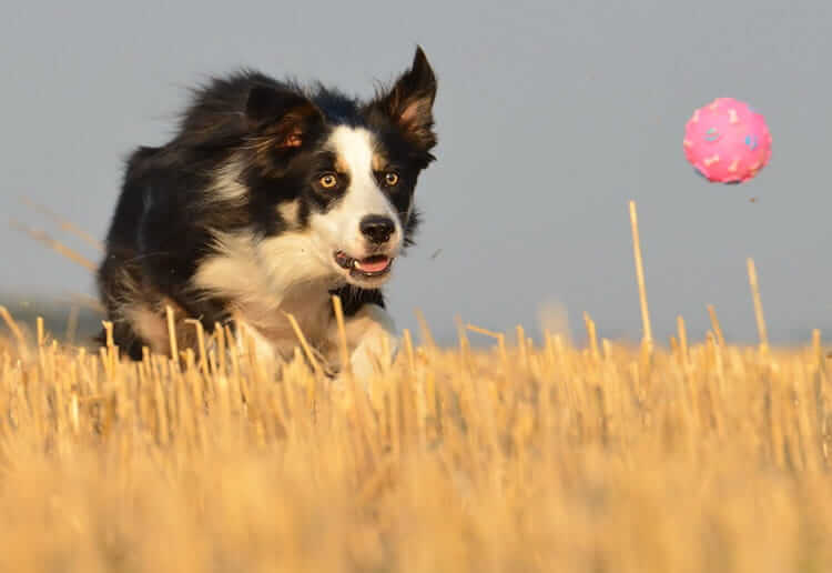 Border collie rincorre una palla su un prato