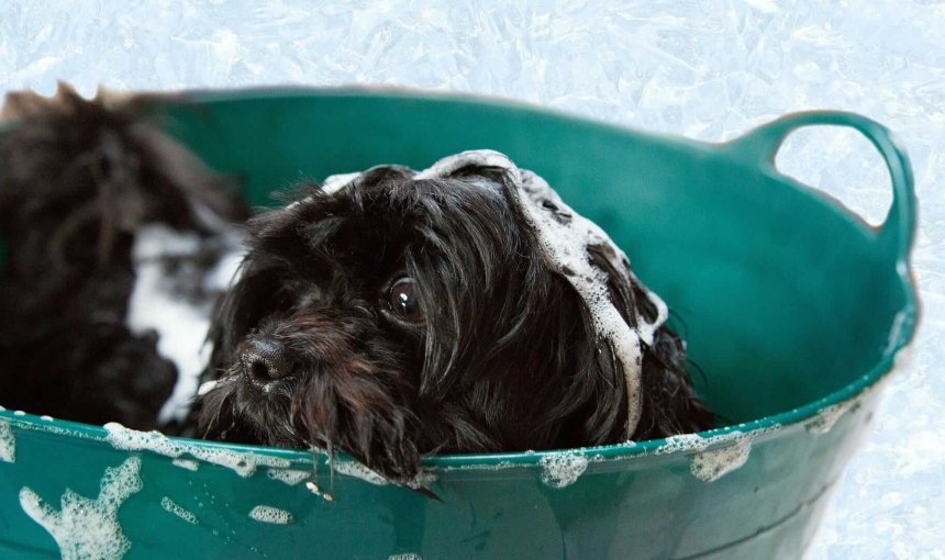 cane nero a pelo lungo insaponato in una bacinella