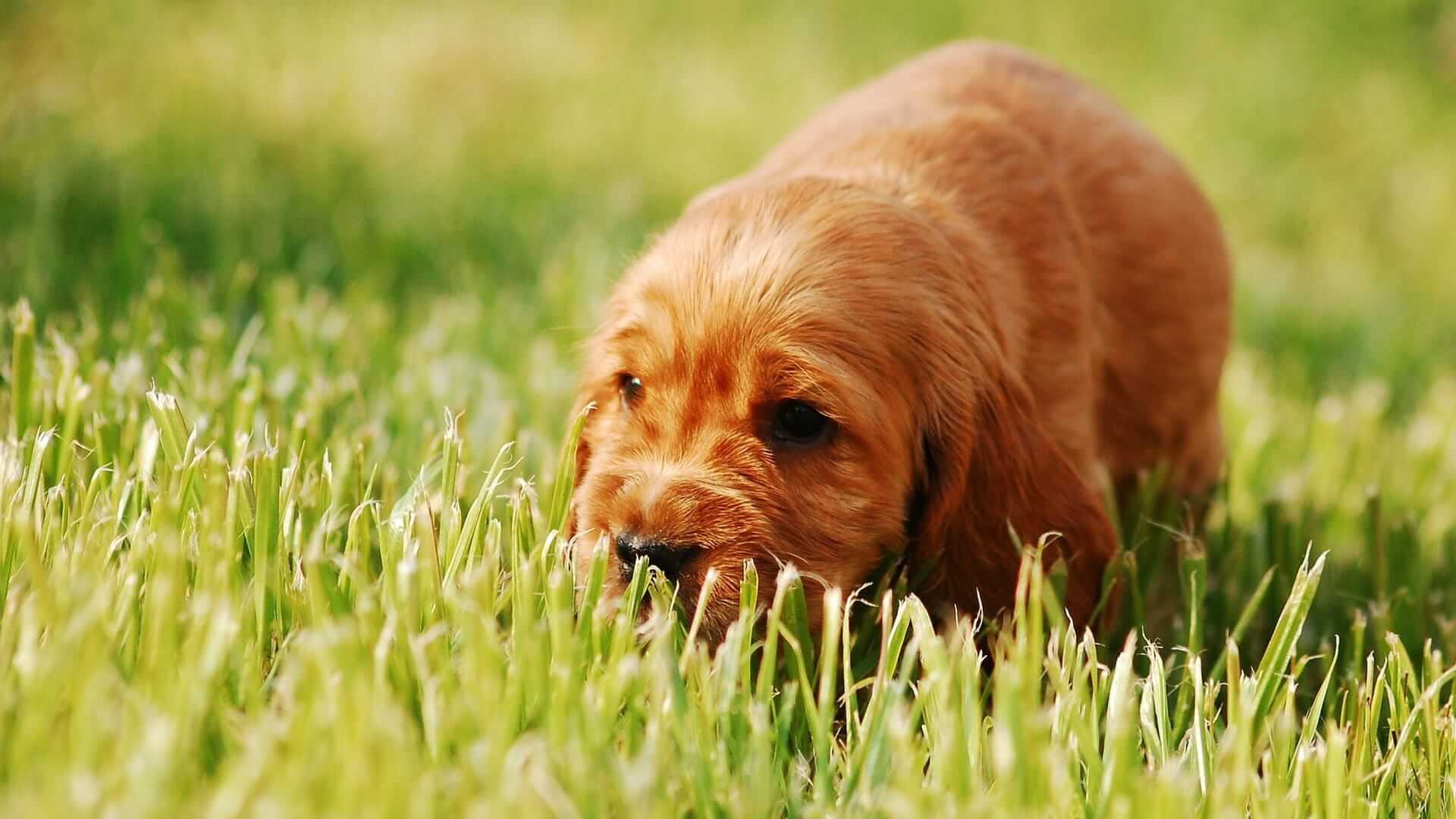 brown small dog eating grass