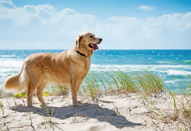 Golden retriever sulla spiaggia