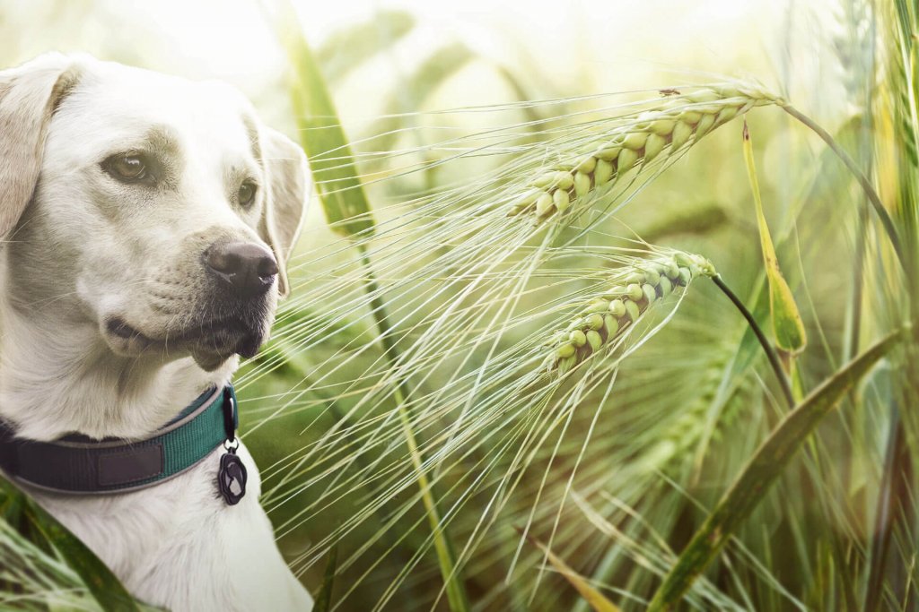 dog and grass awns