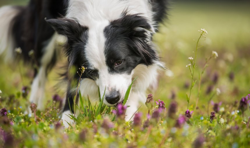 Hund frisst Gras