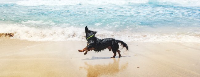 Hund läuft fröhlich am Strand