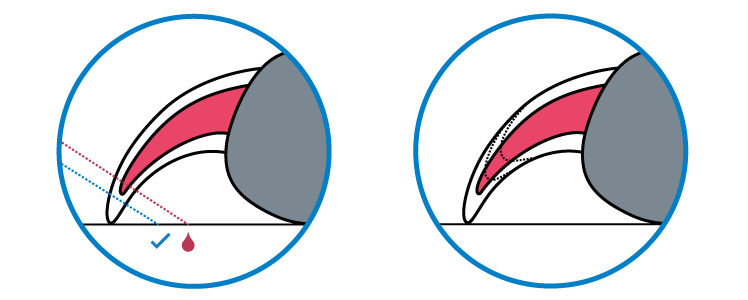 Illustration der fürs Krallenschneiden gefährlichen Blutgefäße in den Krallen